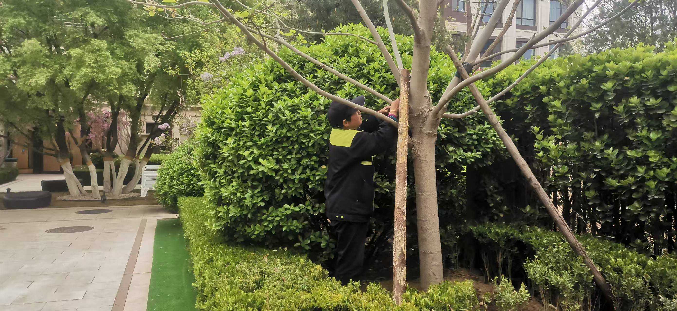 北京將出現(xiàn)10級以上大風(fēng)，園林綠化養(yǎng)護(hù)如何提前防范風(fēng)險